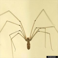 what do long bodied cellar spiders eat