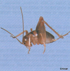 Camel & Cave Crickets: Facts about Crickets - PestWorld