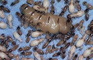 Termites 101: A Guide To Different Termite Types – PestWorld