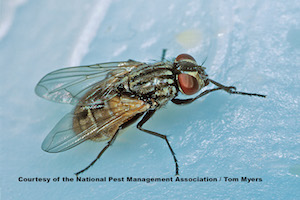 29 House fly NPMA.jpg