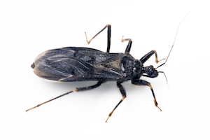 A close-up image of a kissing bug