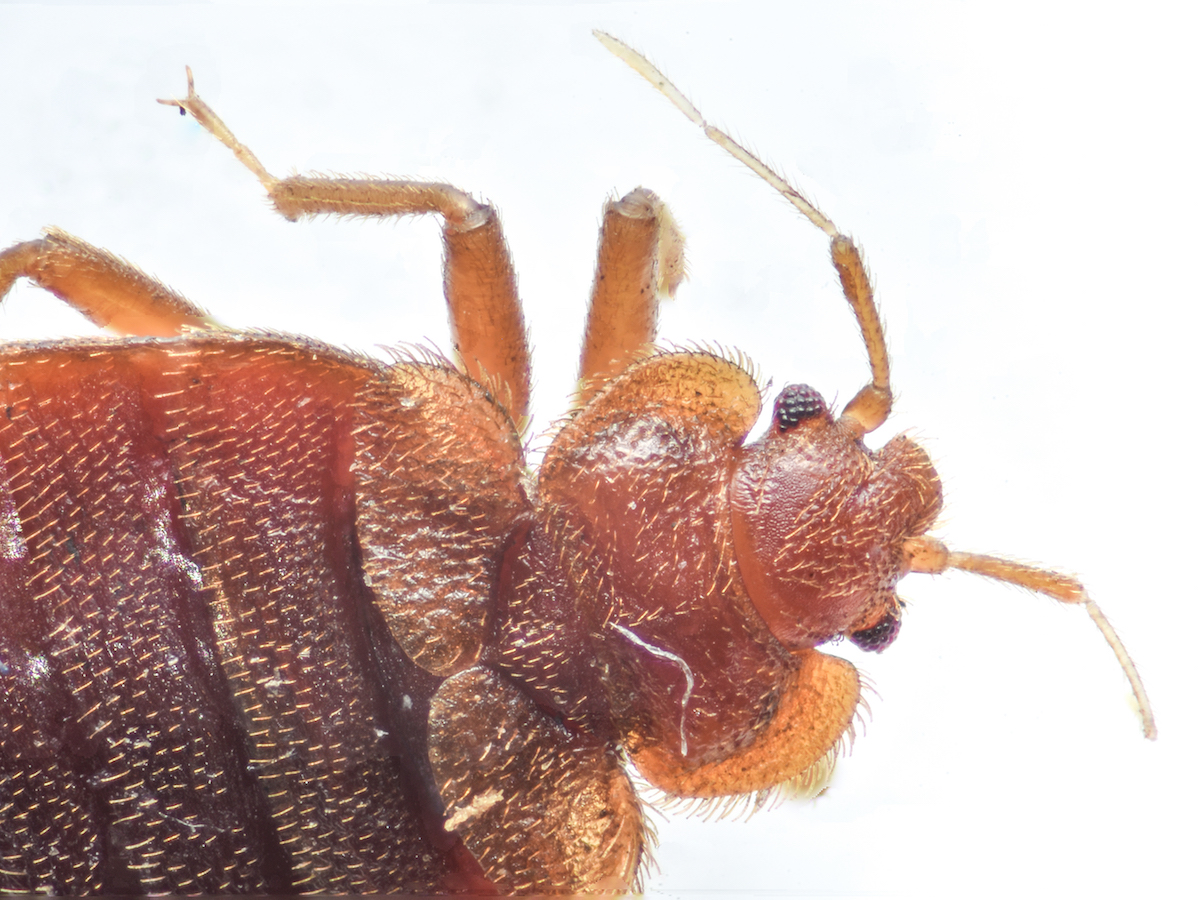Where Do Bed Bugs Come From? Identify Bed Bugs Info
