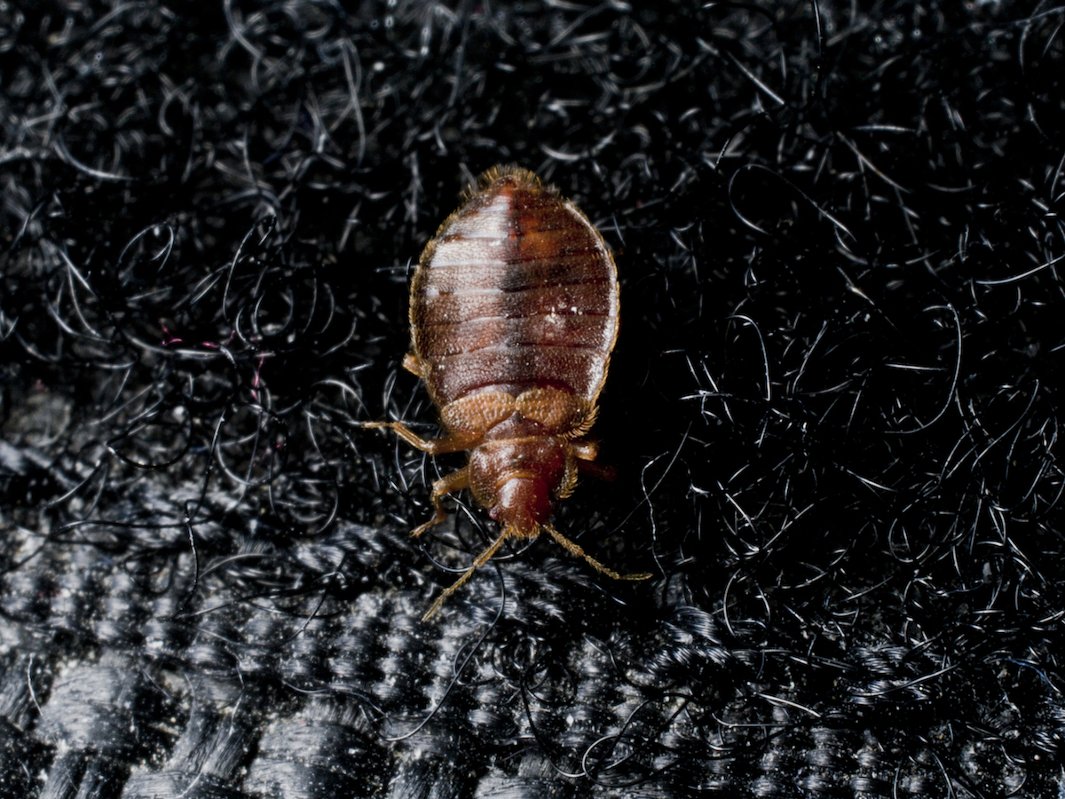 Where Do Bed Bugs Come From? Identify Bed Bugs Info