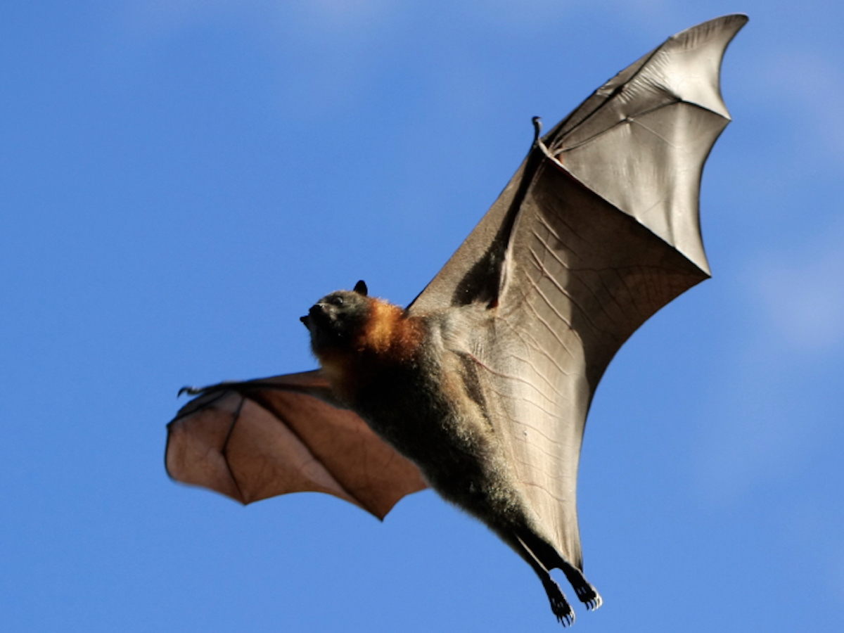 Bat Week Day 2: The many faces of bats - Healthy Wildlife