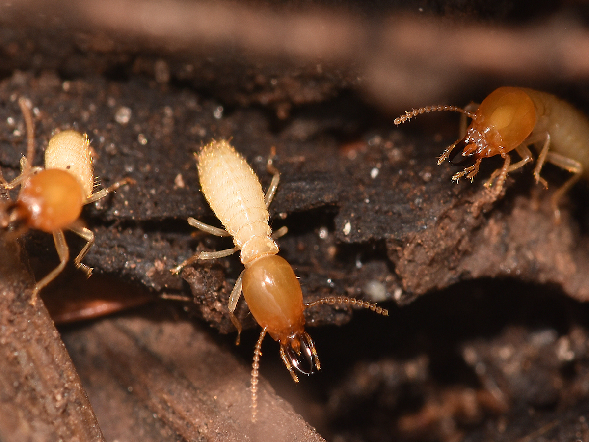 formosan-termites-damage-treatment-control