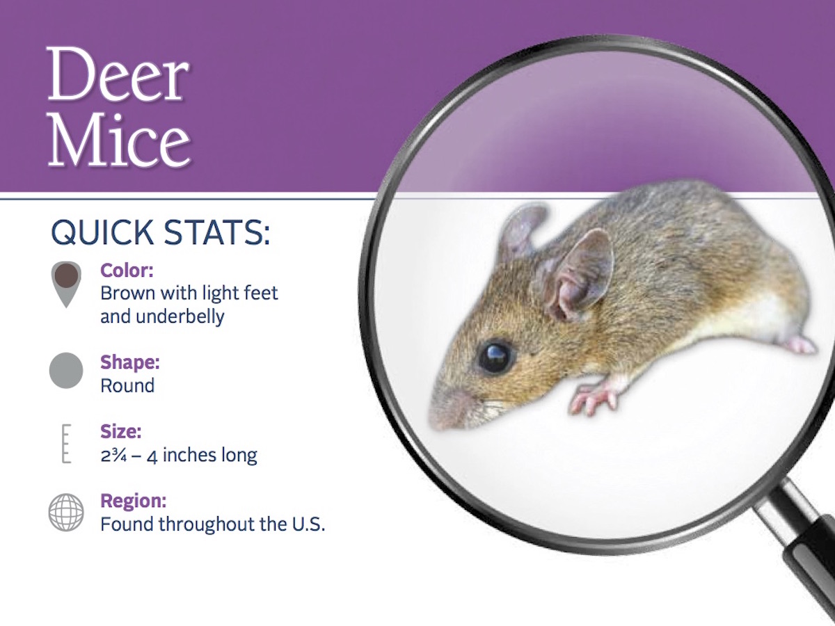 Deer Mice Prevention And Control Deer Mouse Pest Profile