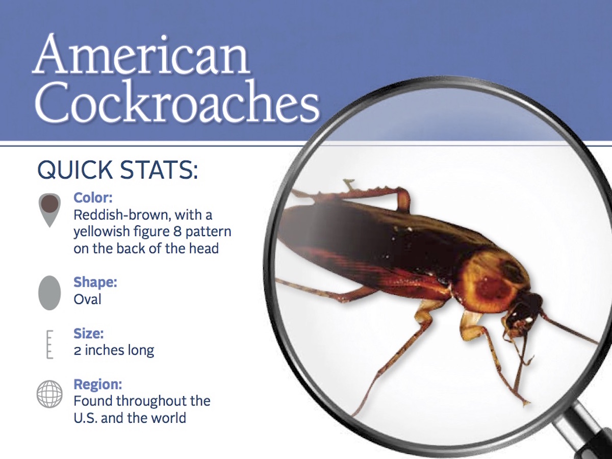 American Cockroaches Control Facts And Information