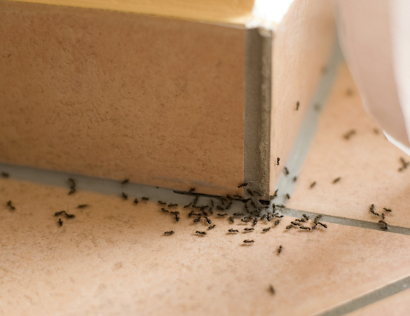 iStock_000070824573_Large.jpg