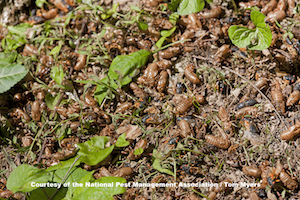 Cicada - 17 year Cicada on ground _C4E1302 2.jpg