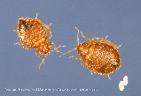 Bed Bug Eggs: A Close-up Photo of Bed Bug Eggs