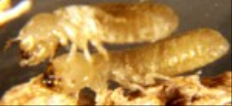 Termites 101: A Guide to Different Termite Types – PestWorld