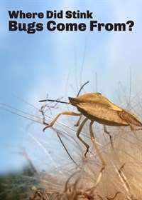 What are stink bugs? NPMA explains where stink bugs came from – PestWorld