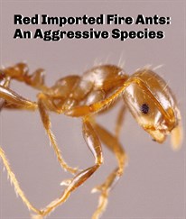 Red Imported Fire Ants: An Aggressive Species of Fire Ants – PestWorld