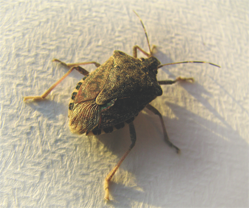 How to Get Rid of Stink Bugs - 10 Tips to Control Stink Bugs