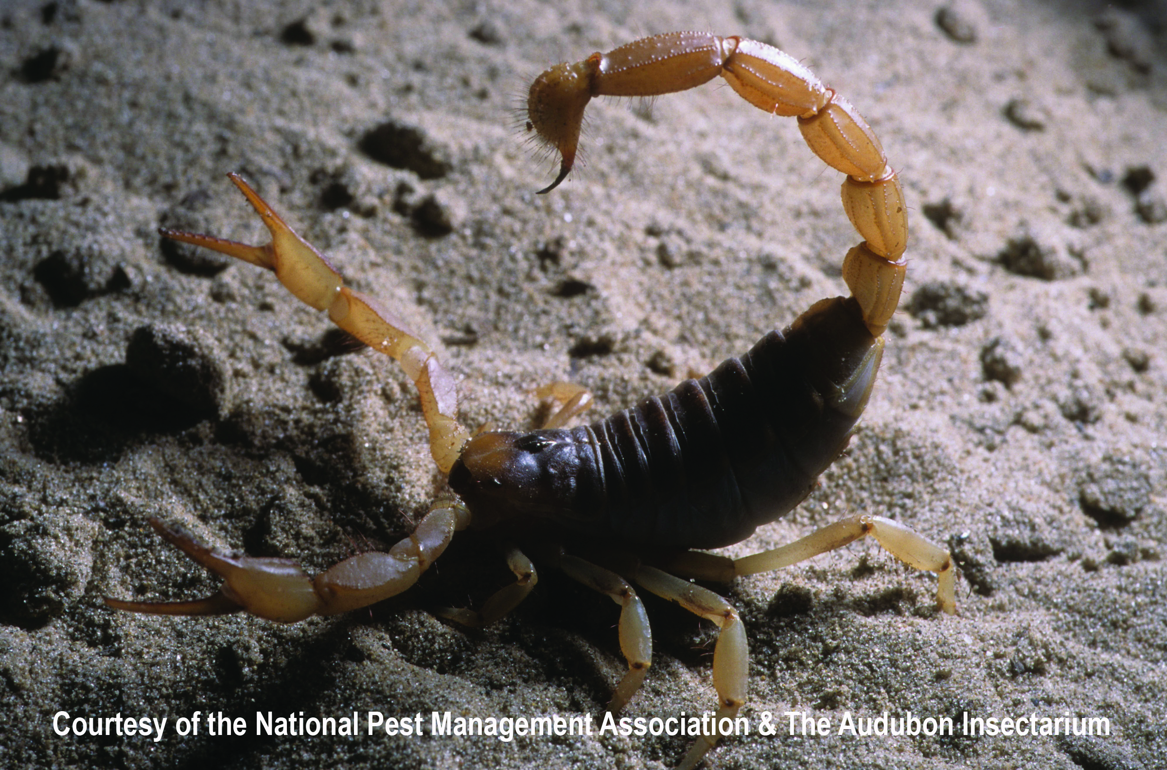 Scorpions: Facts About Scorpion Bites, Scorpion Control