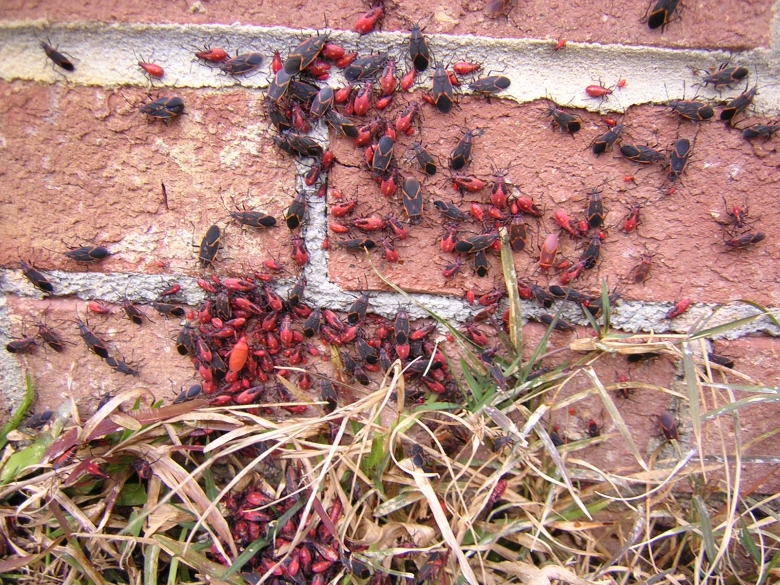 How to Keep Boxelder Bugs Out of Your Home