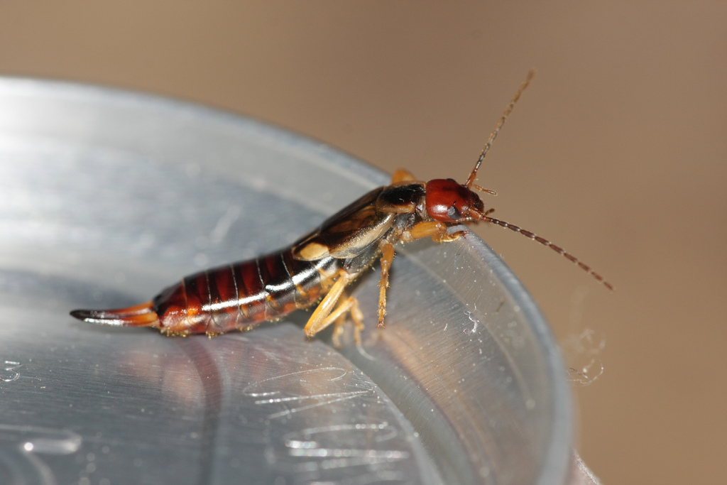 Get Rid of Earwigs Earwig Control Treatment Info