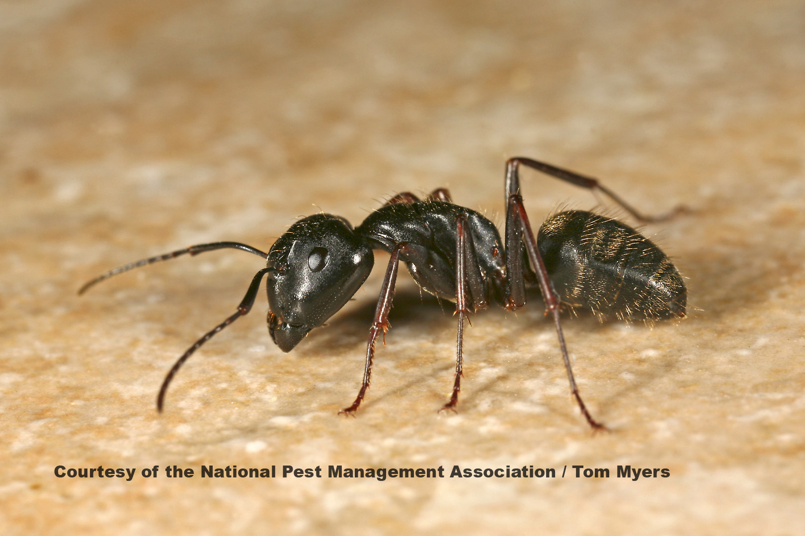 https://www.pestworld.org/media/560617/ants-carpenter-ants.jpg?width=1620&height=1080&v=1d9ba6b4625f520