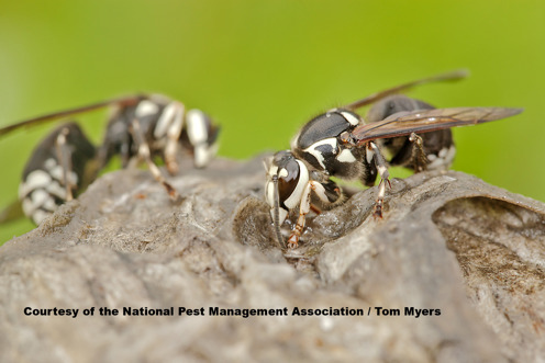 Bald Faced Hornet - Stinging Insects 101