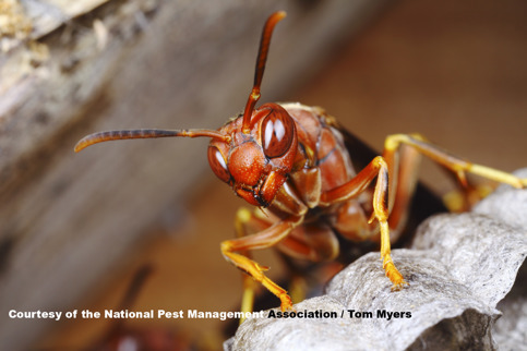 Paper Wasp - Stinging Insects 101