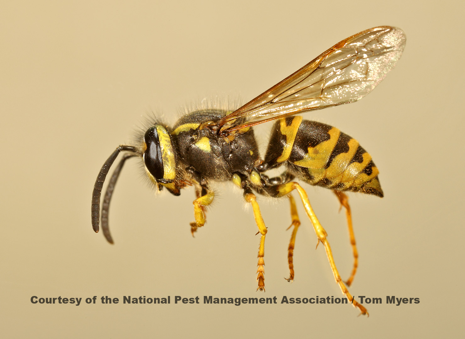 Wasps And Bees: A Guide To Identifying Stinging Insects - PestWorld