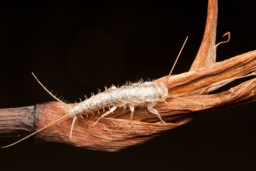 What do store silverfish look like