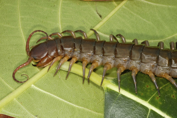 house centipede dangerous