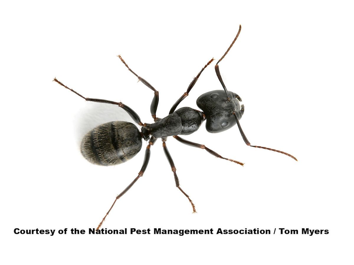 black ants bites