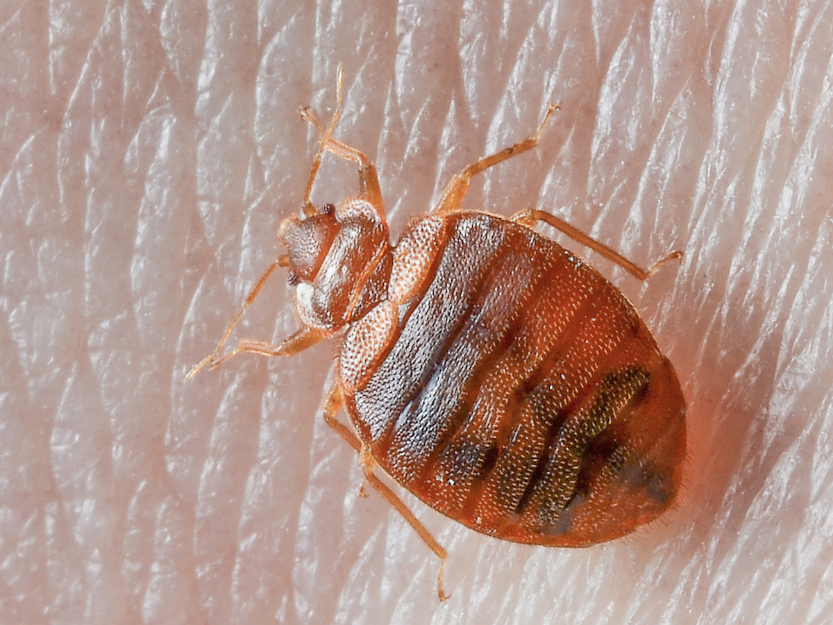 bed bugs travel on dogs
