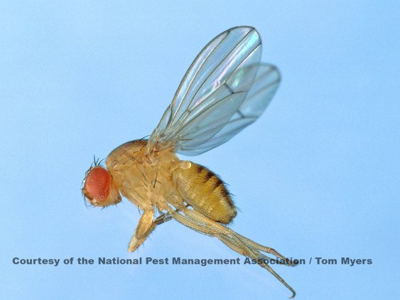 Fruit Fly Identification, Habits & Behavior