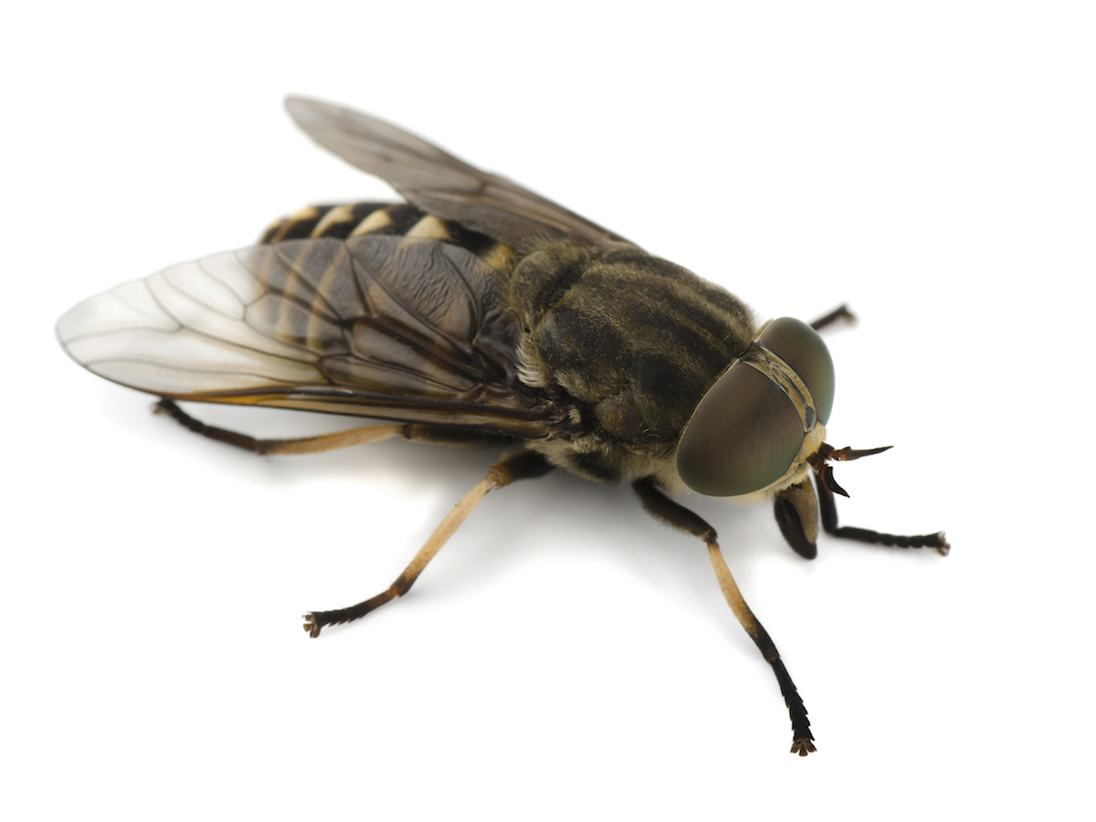 what are flys attracted to