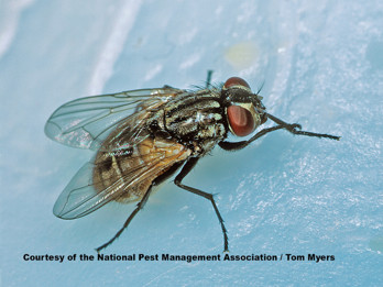 How to Get Rid Of Flies – Easypestsupplies