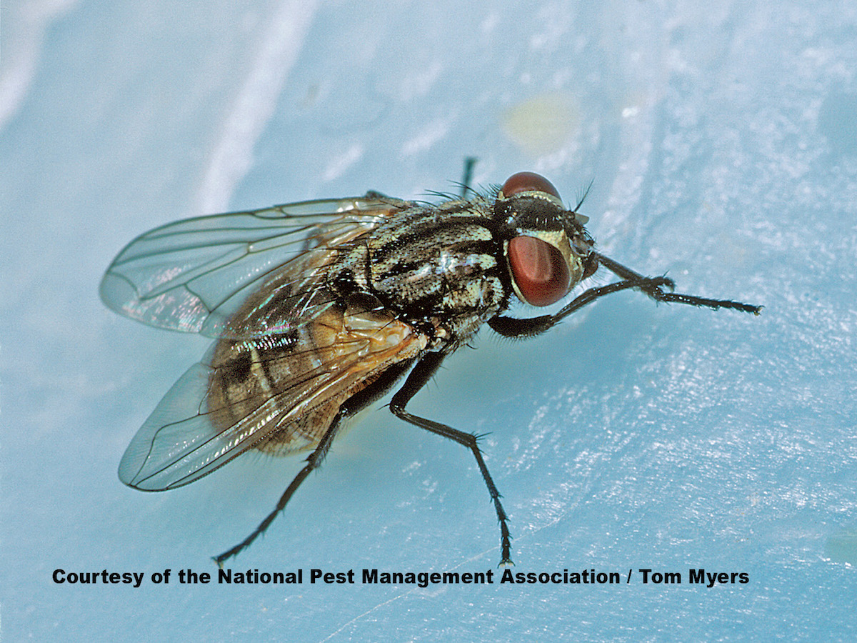 Flies 101 Information On Types Of Flies Prevention