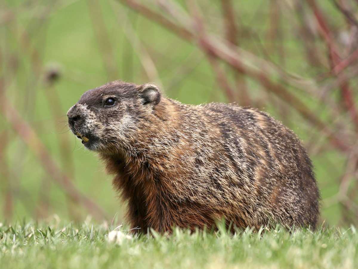 woodchuck vs groundhog