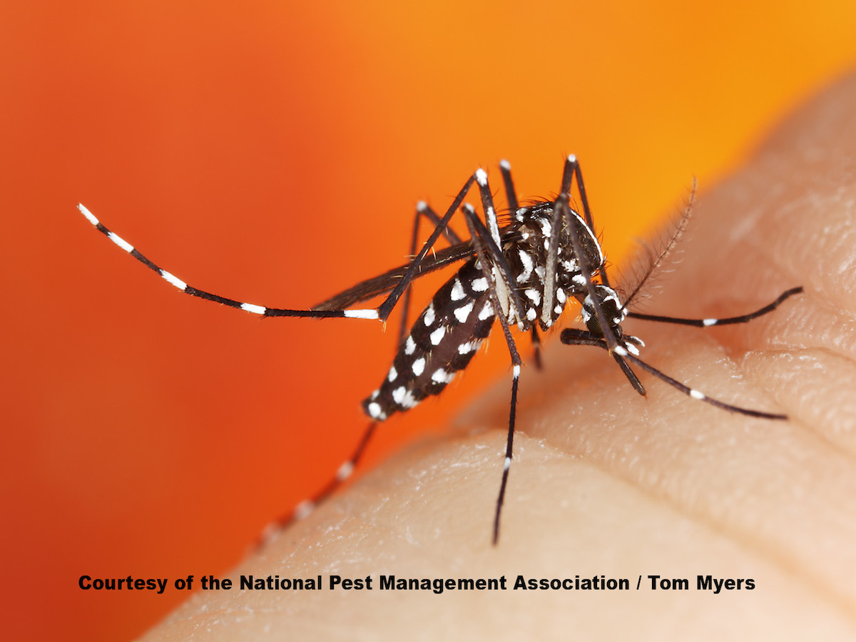 Multnomah County, OR officials project one of the worst mosquito seasons