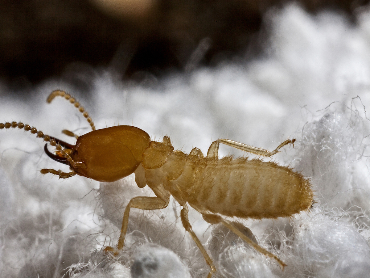Formosan Termites Damage Treatment Control