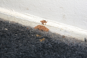 How to Spot Termites: Termite Identification Pictures