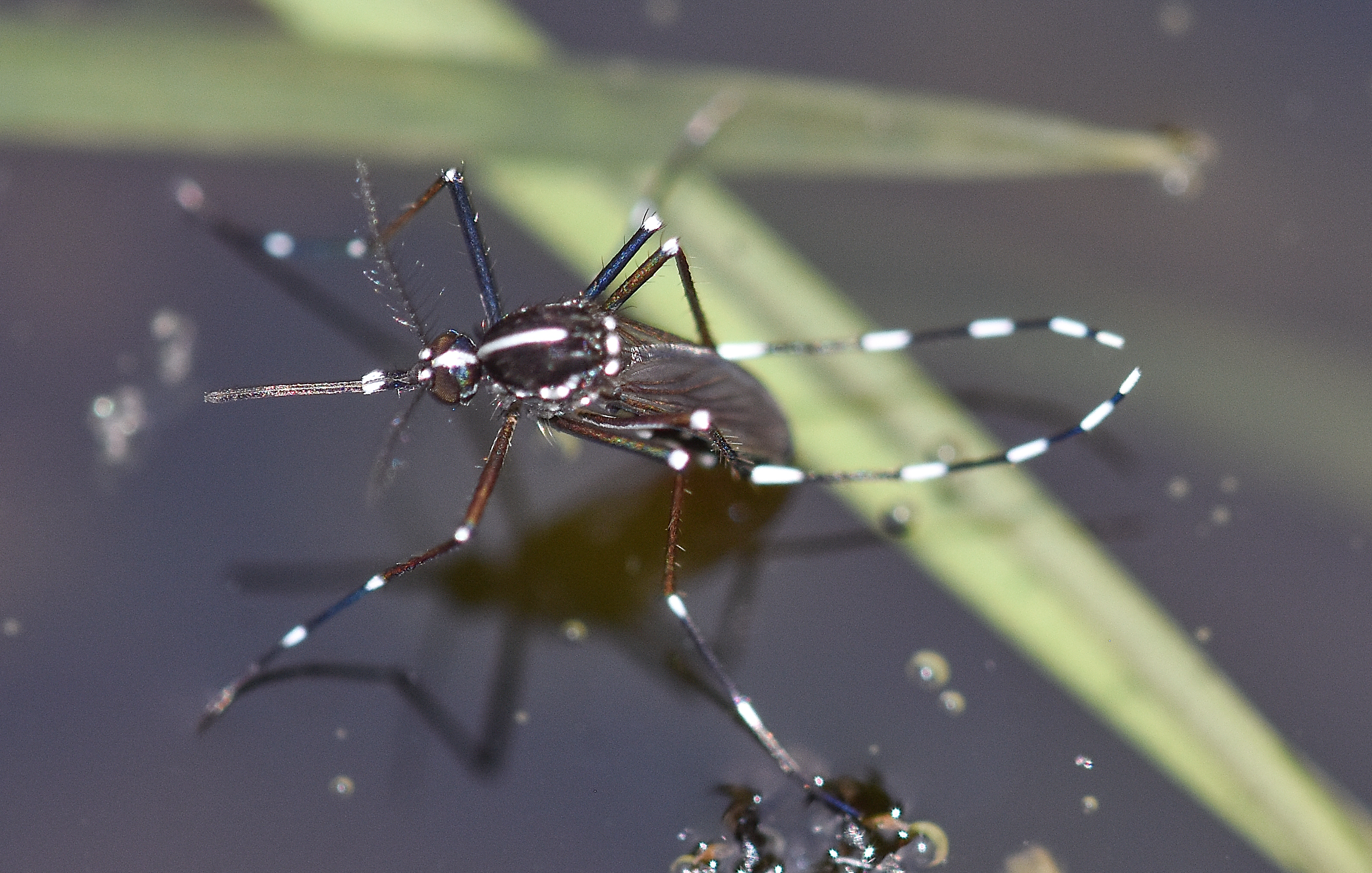 aedes-albopictus-on-water-from-above