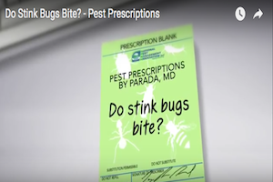 Pest Prescriptions - Do Stink Bugs Bite?.png