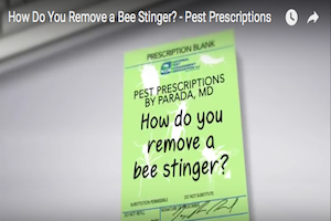 bee stinger removal