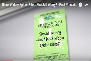 Black Widow Spiders: Facts & Extermination Information