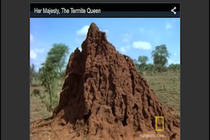 termite queen video