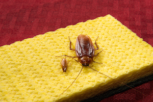 American Cockroaches Control Facts Information