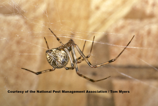 Spiders 101: Types of Spiders & Spider Identification