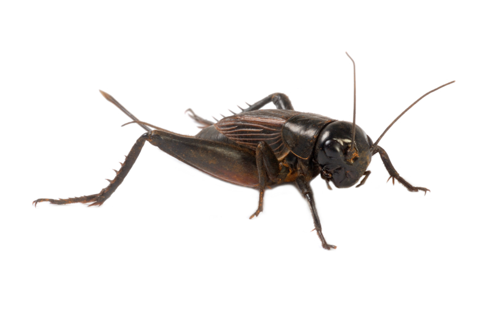 crickets-control-pest-mark-trail-service