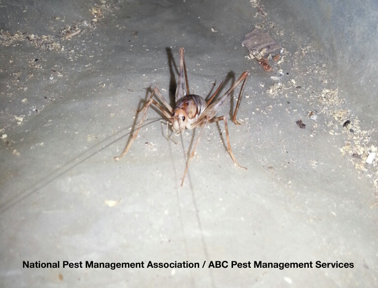 spider cricket