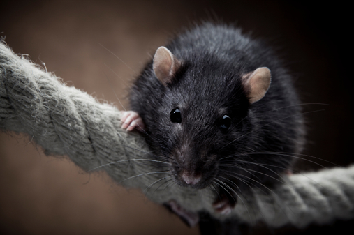 How to Keep Mice Away From Your Kids' Playroom