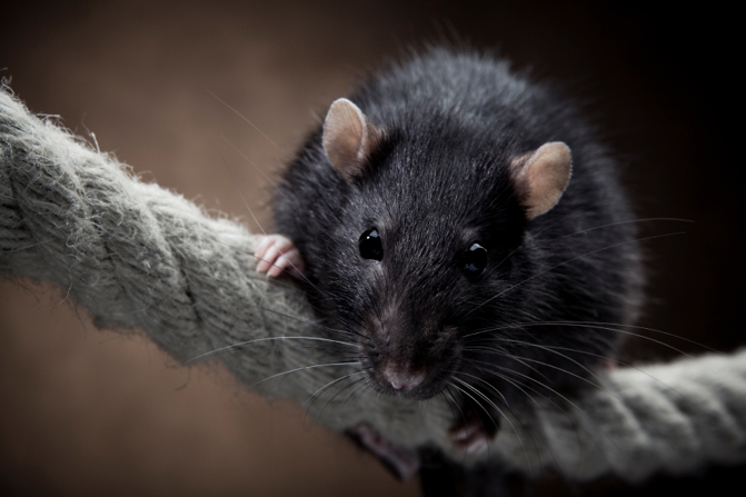 How to Get Rid of Mice - Tips to Prevent Mice