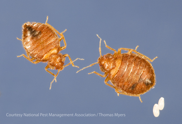 How long can bed bugs live inside a sealed plastic bag?
