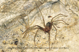 Why You Need Not Fear the Poor, Misunderstood Brown Recluse Spider